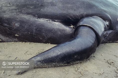 penis de baleine bleu|Blue whale penis